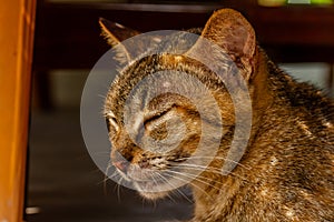 Close up A cat who is sleeping and sitting lazily