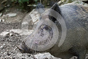 CLOSE UP OF A WILD BOARD PIG IN MUD WILDLIFE PARK