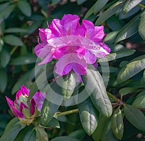 Close up of Catawba Rhododendron Flowers