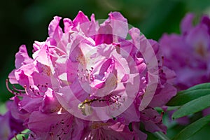 Close-up of Catawba Rhododendron â€“ Rhododendron catawbiense