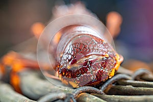 close up of a Catching live Lobster in America. lobster crayfish in Tasmania Australia. ready for chinese new year