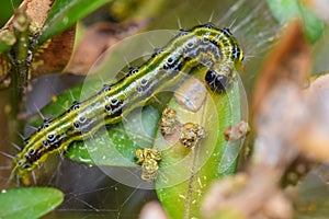 Close-up of a caterpillar of the box tree moth & x28;Cydalima perspec