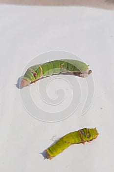 Close Up Of Caterpillar. Caterpillar. Caterpillar insect. sawflies. Cerura erminea. Puss moth. Caterpillar.