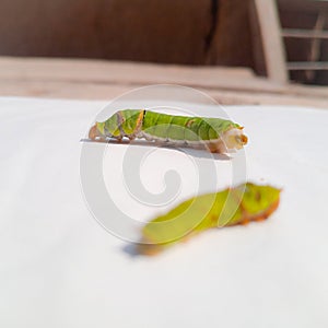 Close Up Of Caterpillar. Caterpillar. Caterpillar insect. sawflies. Cerura erminea. Puss moth. Caterpillar.