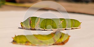 Close Up Of Caterpillar. Caterpillar. Caterpillar insect. sawflies. Cerura erminea. Puss moth. Caterpillar.