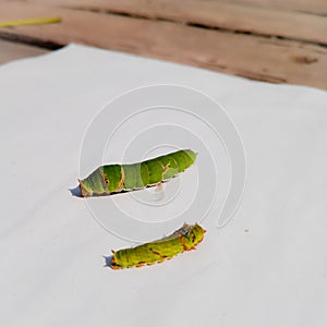 Close Up Of Caterpillar. Caterpillar. Caterpillar insect. sawflies. Cerura erminea. Puss moth. Caterpillar.