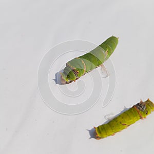 Close Up Of Caterpillar. Caterpillar. Caterpillar insect. sawflies. Cerura erminea. Puss moth. Caterpillar.