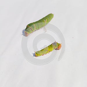 Close Up Of Caterpillar. Caterpillar. Caterpillar insect. sawflies. Cerura erminea. Puss moth. Caterpillar.