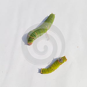 Close Up Of Caterpillar. Caterpillar. Caterpillar insect. sawflies. Cerura erminea. Puss moth. Caterpillar.