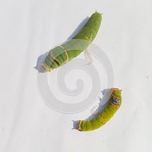 Close Up Of Caterpillar. Caterpillar. Caterpillar insect. sawflies. Cerura erminea. Puss moth. Caterpillar.