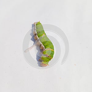 Close Up Of Caterpillar. Caterpillar. Caterpillar insect. sawflies. Cerura erminea. Puss moth. Caterpillar.