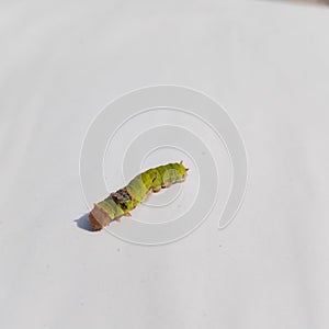 Close Up Of Caterpillar. Caterpillar. Caterpillar insect. sawflies. Cerura erminea. Puss moth. Caterpillar.