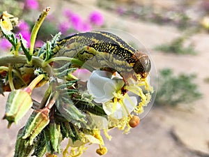 Close up of Caterpillar eating a desert wildflower