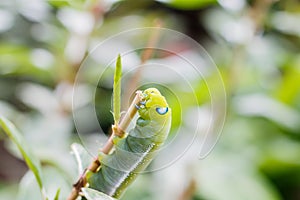 Close up Caterpillar, green worm is eating leaf