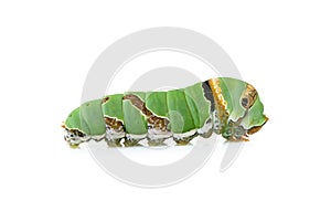 Close up caterpillar isolated on the white background