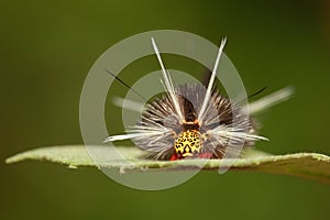 A close up of a caterpillar of a moth
