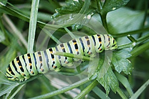 Close up of Caterpillar swallowtail butterfly Papilio machaon