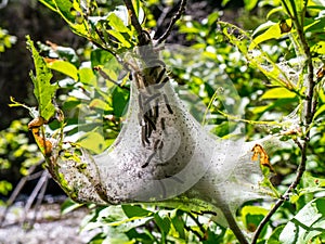 Caterpillar tent nest