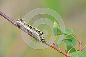 Caterpillar