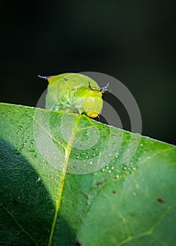 Close up Caterpillars peeking on leaf