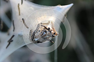 Close-Up of Caterpillars on a Spun Web Structure Outdoors
