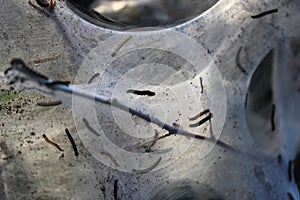 Close-Up of Caterpillars on a Spun Web Structure Outdoors