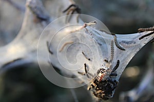 Close-Up of Caterpillars on a Spun Web Structure Outdoors