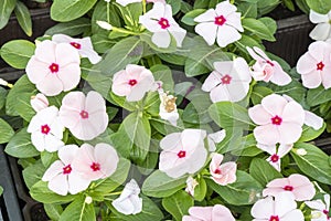 Close-up of Catharanthus pusillus flower