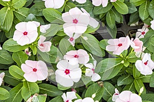 Close-up of Catharanthus pusillus flower