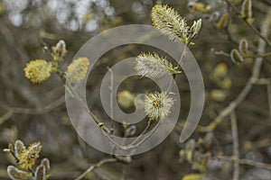 Close up of Catkins on a tree in Spring