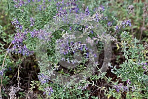 Close-up on a Catmint