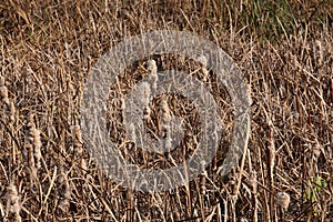 Close up of Cattails in a reedy marsh with fruiting stalks at Hastings Lake Forest Preserve in Lake Villa, Illinois