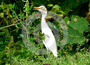 Close-up of Cattle egret or Bubulcus ibis nestling among the leaves in spring