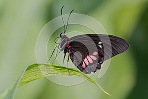 Close up of Cattle heart butterfly on leaf