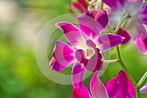 Close-up Cattleya orchids