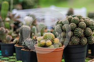 Close up of cattus in potted