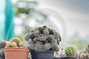 Close up of cattus in potted