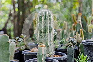 Close up of cattus in potted