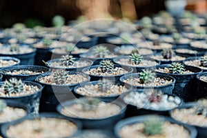 Close up of cattus in potted.