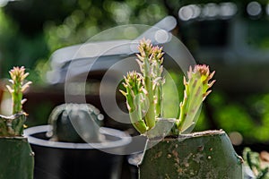 Close up of cattus in potted.