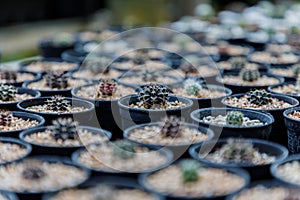Close up of cattus in potted