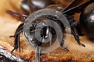 Close-up of Caucasian bee crawls out carpenter Xylocopa valga