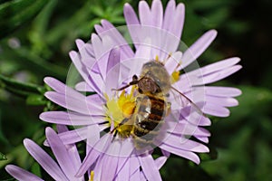 Close-up of Caucasian bees with honey on alpine aster