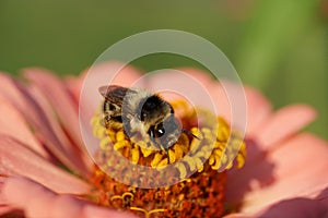 Close-up of Caucasian black-and-white striped bumblebee Bombus s