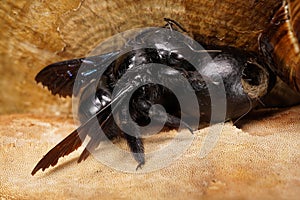 Close-up of caucasian carpenter bee Xylocopa valga on a large egg in the nest