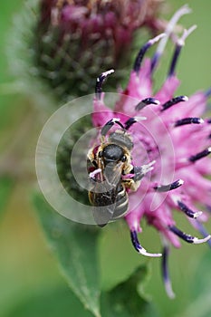 Close-up of a Caucasian flower bee Macropis fulvipes collecting