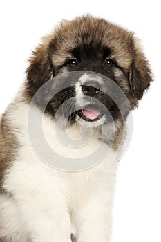 Close-up of Caucasian shepherd puppy photo