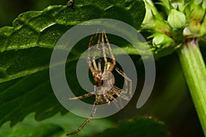 Close-up of Caucasian Solpuga spider molting and hanging under a