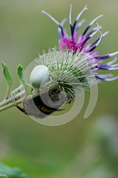 Close-up of Caucasian white spider and yellow-black bumblebee on