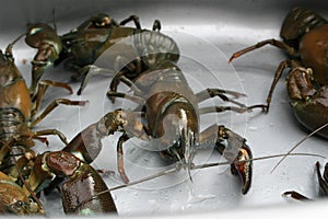 A close up of a caught crab